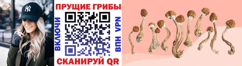 Псилоцибиновые грибы прущие грибы  Купить  Сольцы 