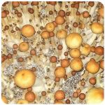 Псилоцибиновые (галлюциногенные)  грибы Psilocybin "Golden Teacher" в Сольцах