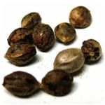 Семена марихуаны АК-47  (Seeds AK-47) в Сольцах